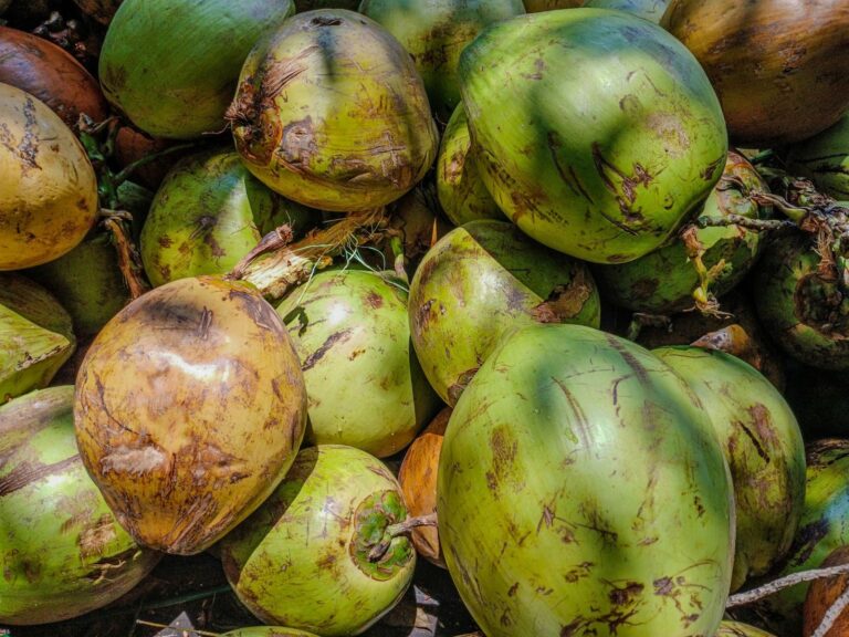 Coconut Milk Supplier